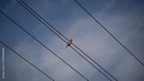 Obraz high voltage wires bird