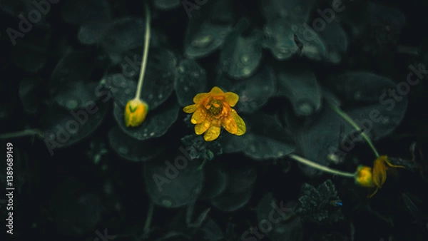 Obraz green grass with dew drops