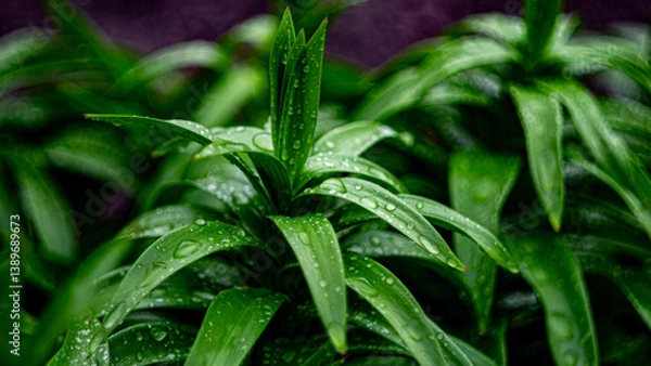 Obraz green grass with dew drops