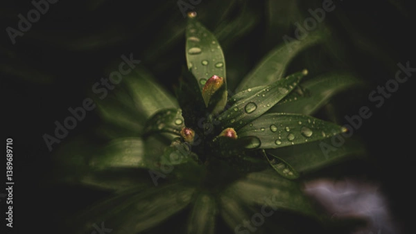 Obraz green grass with dew drops