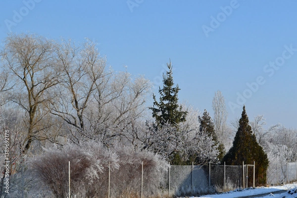 Obraz trees in the snow