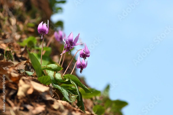 Obraz 急斜面に咲くカタクリ