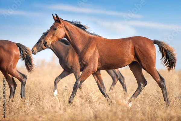 Fototapeta Horses in the autumn field