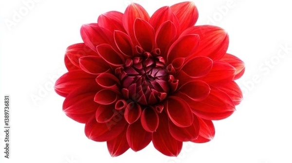 Obraz This striking red flower displays its full bloom with rich, layered petals radiating outward, creating a captivating visual against a clean white background