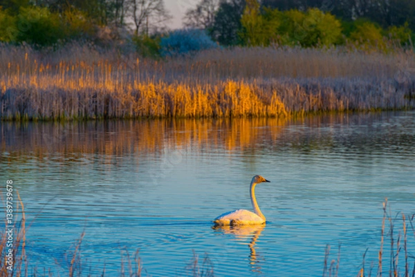 Obraz The edge of a lake in the light of sunrise in spring, Oostvaardersveld, Almere, Flevoland, The Netherlands, April 7, 2025
