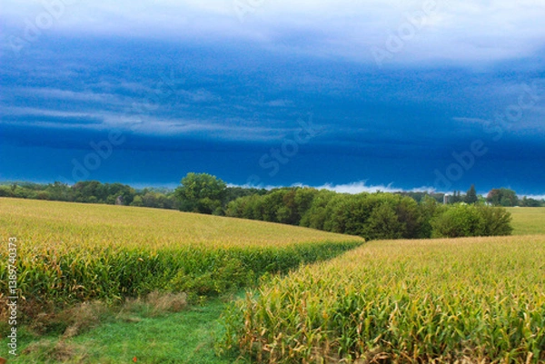 Obraz Blue sky over cornfield 