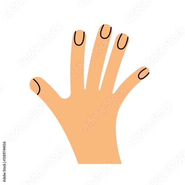 Obraz Back of the hand. Gesture. Color trendy vector illustration. Index, middle, ring, little fingers and thumb