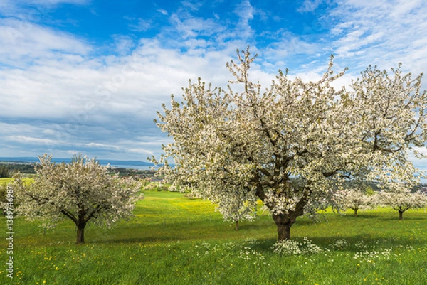 Fototapeta Flowering pear trees on a green spring meadow with dandelions, with Lake Constance visible on the horizon, Arbon, Canton of Thurgau, Switzerland