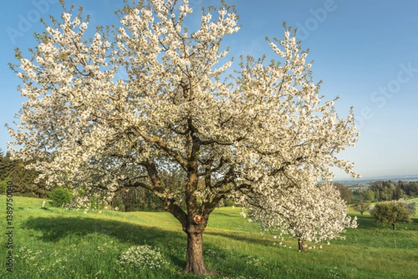 Fototapeta Close up of a flowering pear tree on a green meadow, Roggwil, Canton of Thurgau, Switzerland