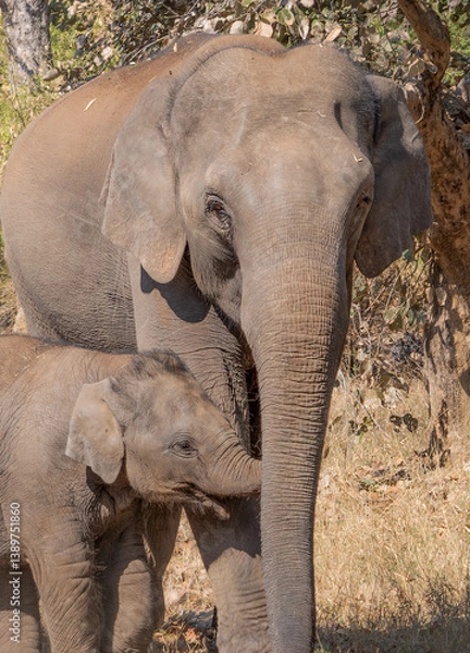 Obraz Indian Elephant