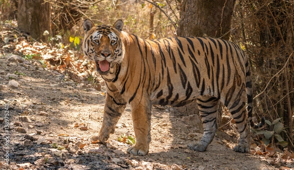 Fototapeta Bengal Tiger in the Jungles of India 