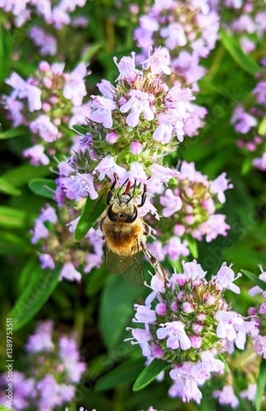 Fototapeta 
In a wide wild field meadow, large bushes of bright plants with small blue flowers attract attention. This is the flowering thyme. Pollinated by bees