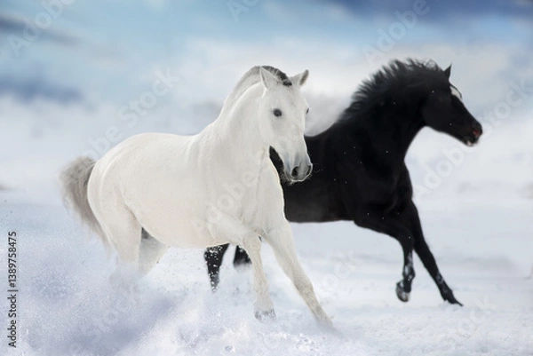 Obraz Horses run in snow field