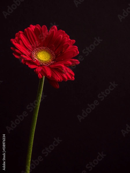 Fototapeta elegant red Gerbera daisy on black