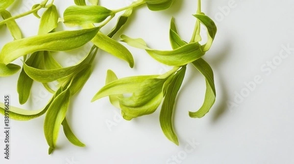 Obraz Ylang-ylang leaves, white background. Generative AI