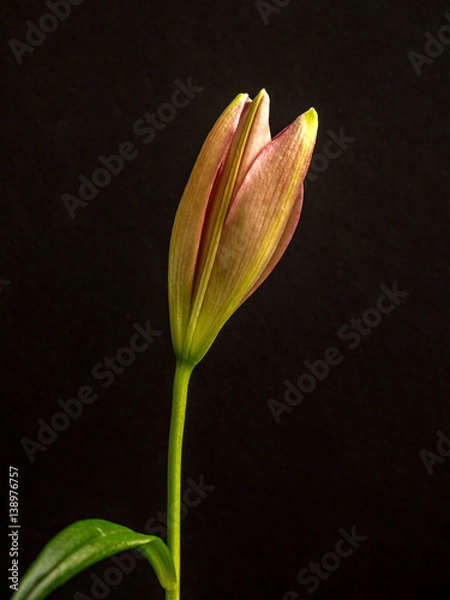 Fototapeta isolated pink lily on black background with copy space