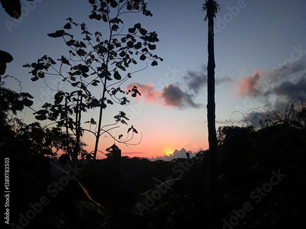 Fototapeta Beautiful sunset behind silhouette trees in a tropical forest.