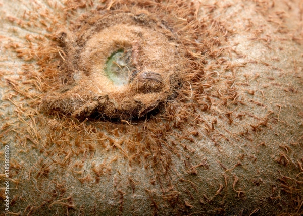 Fototapeta Exploring nature's intricate textures