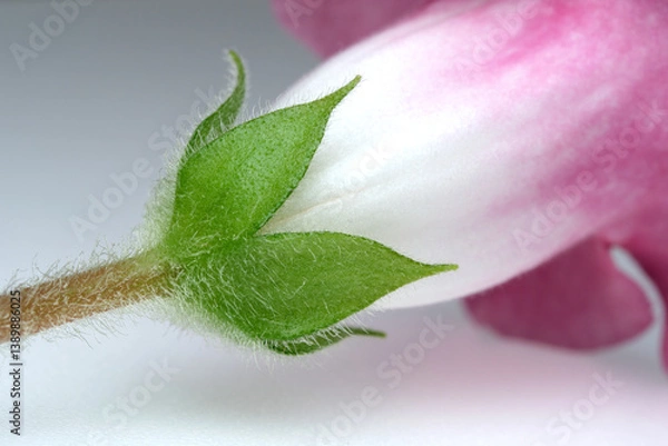 Fototapeta Delicate flower bud emerging in soft light