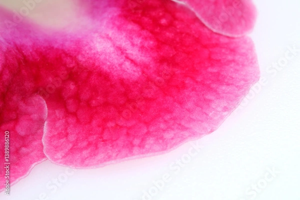 Fototapeta Delicate pink petal with rich texture