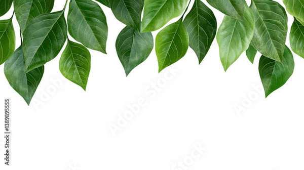 Obraz A beautiful green leaf border creating a natural frame for any artistic design or nature-themed artwork, isolated a transparent background.
