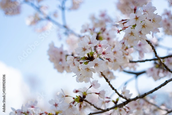 Fototapeta さくら