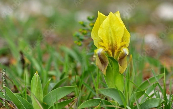 Fototapeta Iris 1394