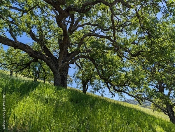 Obraz oak tree on a hill