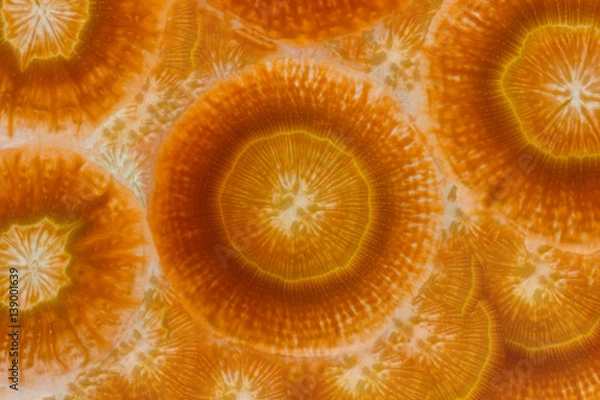 Obraz Carrot slices as background texture