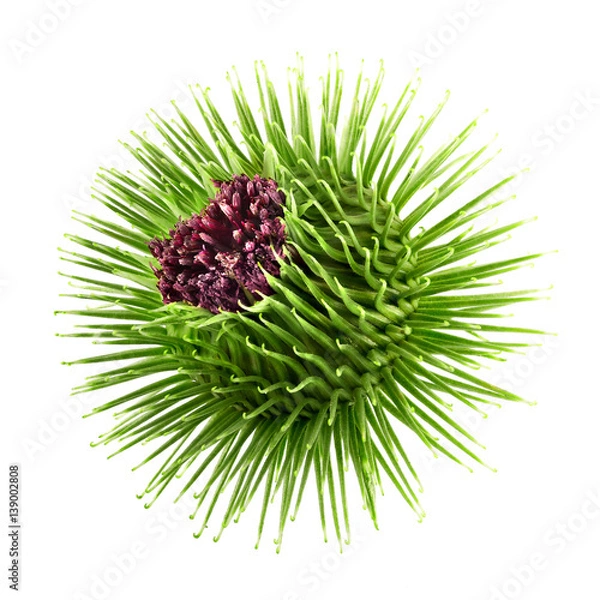 Fototapeta Purple flower of burdoc with green bud isolated on a white background. Design element for product label, catalog print, web use.