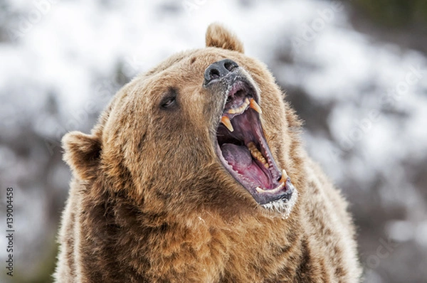 Fototapeta Grizzly with Open Mouth