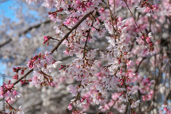 Obraz しだれ桜の花とつぼみ