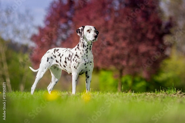 Obraz dalmatian
