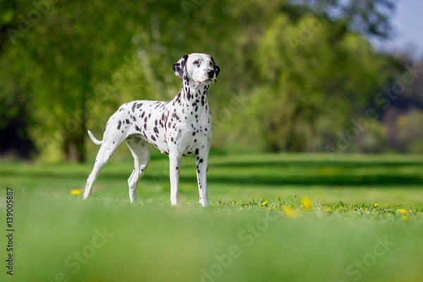 Obraz dalmatian