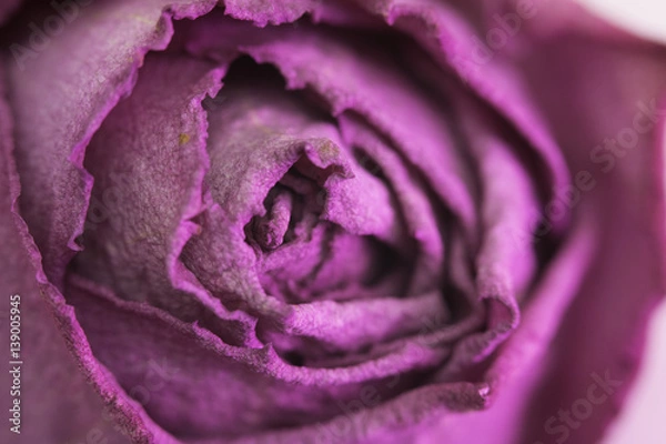 Fototapeta Rose in macro