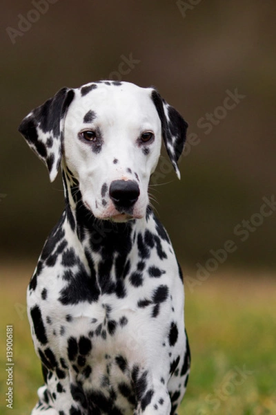 Fototapeta dalmatian