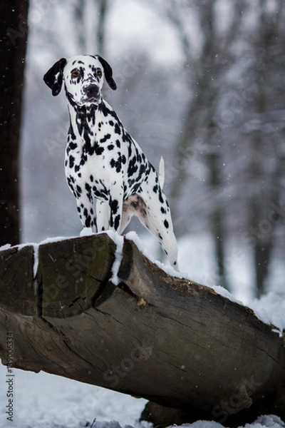 Obraz dalmatian