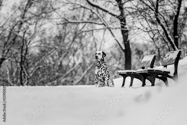 Obraz dalmatian