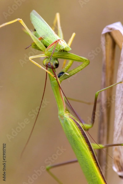 Fototapeta Mantis