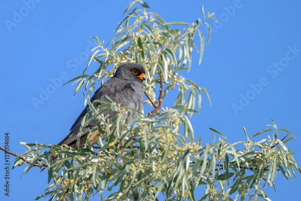 Fototapeta A male Red footed falcon sitting on top of a tree