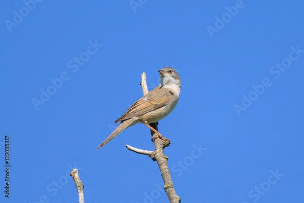 Fototapeta A Common Whitethroat sitting on a top of a tree