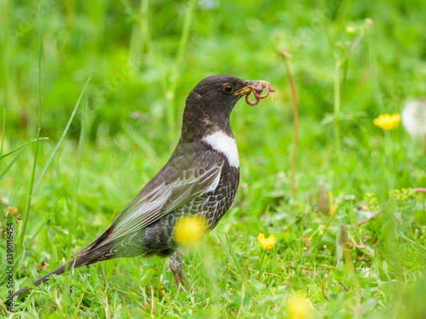 Fototapeta A Ring Ouzel standing in a meadow