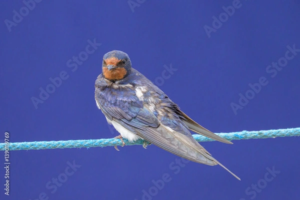 Fototapeta A Barn swallow resting on a rope