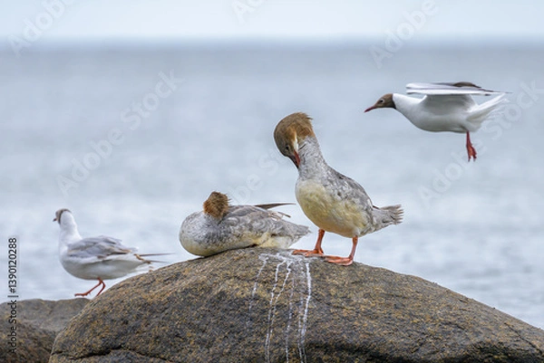 Fototapeta Two common merganser resting on a rock in the sea