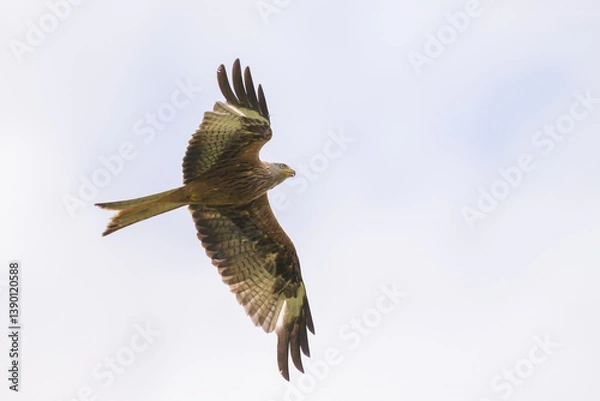 Fototapeta A Red Kite in flight on a cloudy day