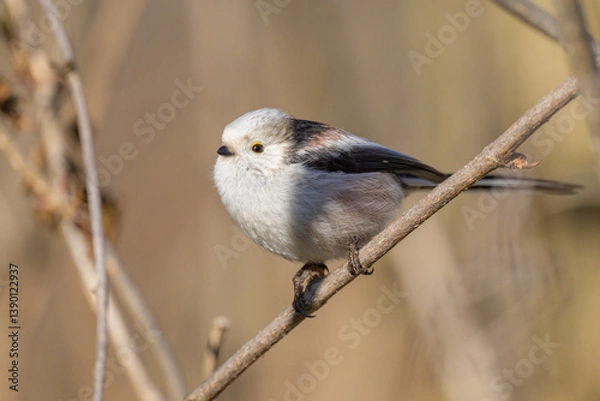 Fototapeta A long tailed tit sitting on a small twig