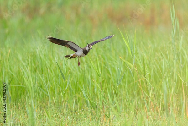 Fototapeta A Northern lapwing flying over a meadow