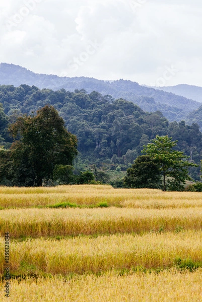 Fototapeta Golden rice fields in serene mountain landscape agricultural scene tranquil environment nature photography