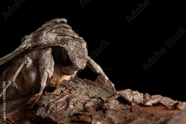 Fototapeta Convolvulus hawk moth