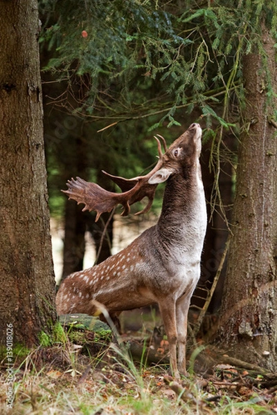 Fototapeta  fallow deer, dama dama, Czech republic
